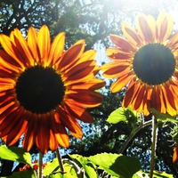 Vivid sunflowers