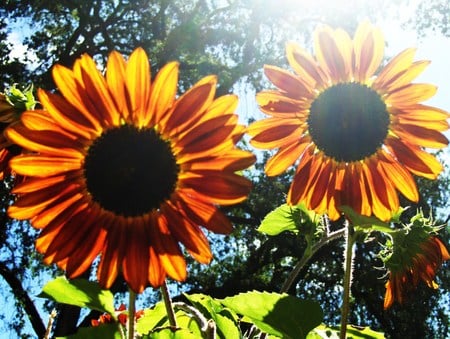 Vivid sunflowers - flowers, summer, sunflowers, sunny