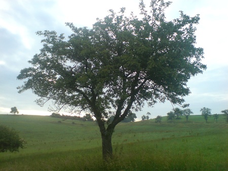 Tree - summer, druffix, tree, love, fields, nature, green