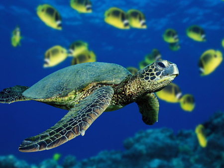 turtle - ocean, sea turtle, water, turtle, creatures, fishes, blue, green, tortoise, sea