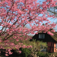 	The old house in the forest