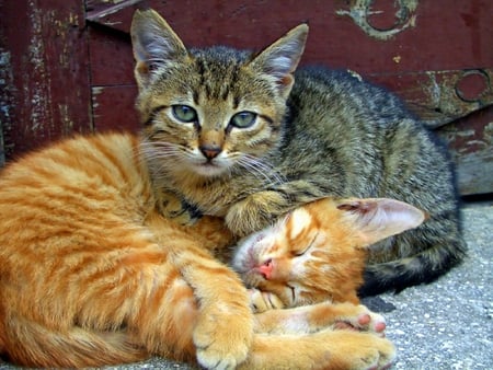 Two sweet cats - sweet, cats