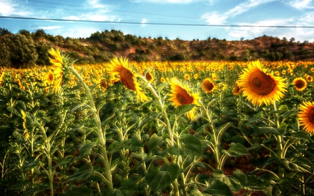 Girasoles - field, girasoles