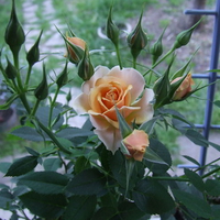 Orange Roses