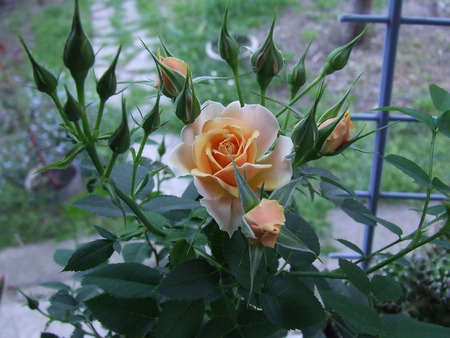 Orange Roses - orange, roses, orange roses