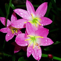 Pink flowers