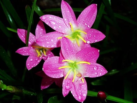 Pink flowers - flowers, pink