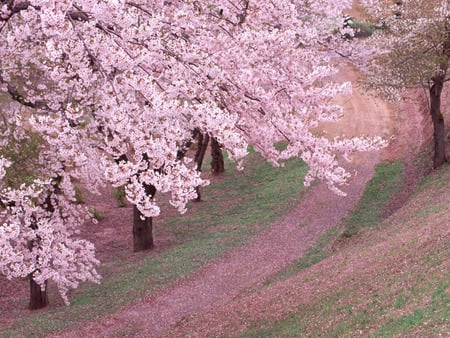 Road in spring - nature, forests