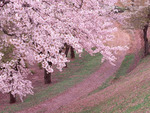 Road in spring