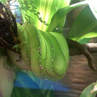 sleeping green snake