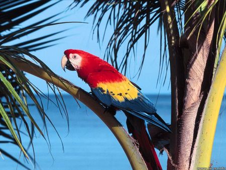 Macaw's Vacation - oceans, beaches, parrots, rainbows, birds