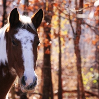 Autumn Horse