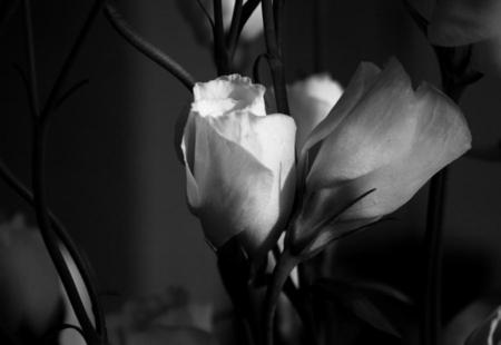 Purity  - black and white, rosebuds, roses