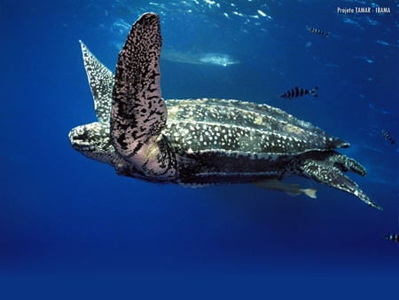 Sea turtle - turtle, sea turtle, leatherback, giant turtle, ibama, projeto tamar