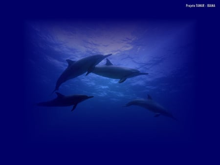 Brazilian dolphins - projeto tamar, brazilian dolphin, ibama, dolphin