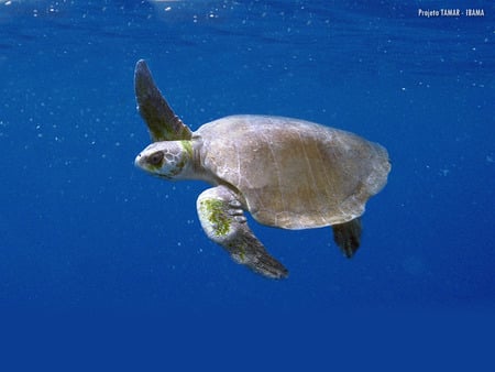 Olive ridley - turtle, sea turtle, brazilian turtle, marine turtle, ibama, projeto tamar, olive ridley