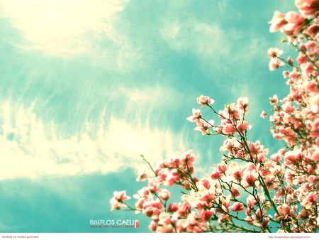 Floral Tree - tree, flowers, blossoms, clouds