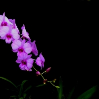 Orchids