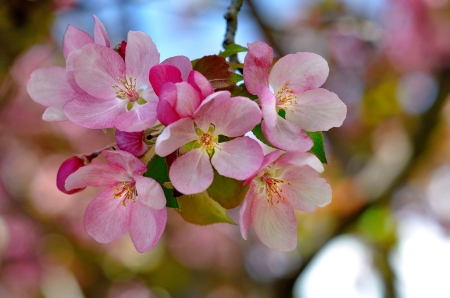 Pink spring - pretty, blossoms, branch, beautiful, fragrance, spring, lovely, freshness, pink, blooming, tree, flowering, scent