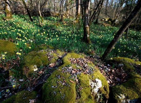 Daffodils in Spring Garden - nature, daffodils, flowers, garden, spring