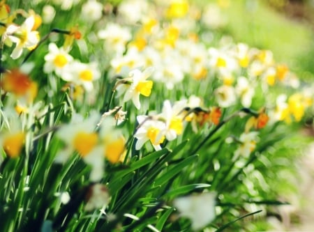 beautiful yellow daffodils - nature, yellow, daffodils, flowers, garden, spring