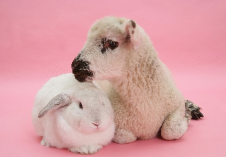 Lamb and white bunny - white, bunny, lamb, animals