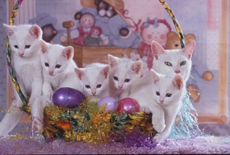 Kittens in Easter Basket - kittens, animals, cats, easter, basket