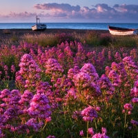 Flowers near the Coast