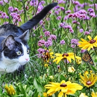 Cat meets Butterfly