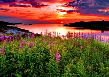 Great Sunset - Sunset, Nature, Flowers, red