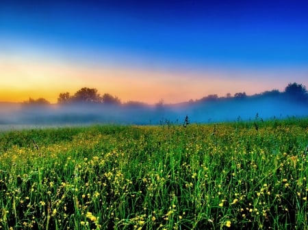 Mist Morning - mists, trees, nature, fog, field, morning