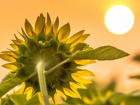 Sunflower at Sunset - flowers, sunflower, sunset, nature, macro