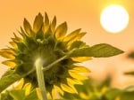 Sunflower at Sunset