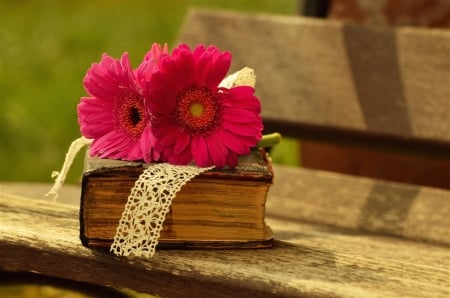 Bible and gerbera - still, bible, flower, gerbera, life