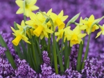 Daffodils in Purple Heather