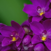 Orchids