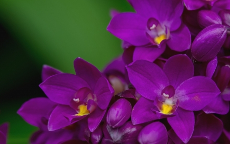 Orchids - purple, green, orchid, flower, pink