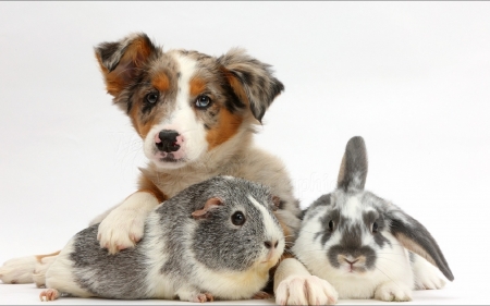 Friends - rabbit, dog, guinea pig, friend, bunny, iepure, easter, rodent, white, animal, funny, cute, caine, puppy