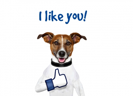 I like you! - blue, like, dog, creative, white, animal, funny, caine, puppy, jack russell terrier, card