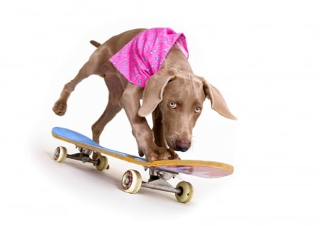 Cool dog - white, animal, funny, dog, caine, creative, pink, skateboard