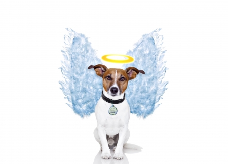 Angel - feather, funny, animal, caine, puppy, blue, white, creative, card, fantasy, jack russell terrier, angel, dog