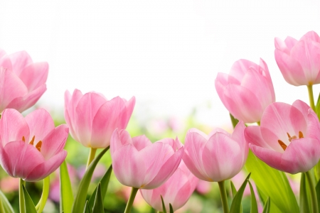 Spring Tulips - easter, tulips, pink, flowers, spring