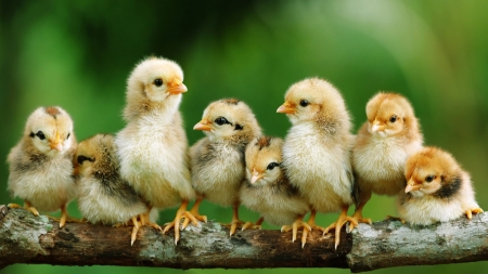 Chicks on a Stick