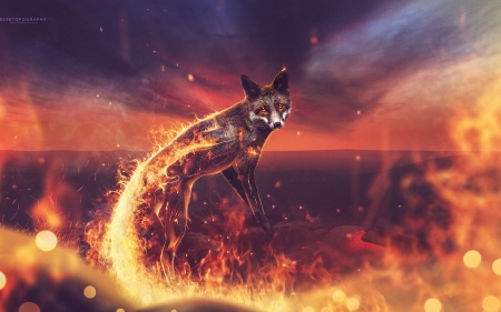 Firefox - fox, fast, 2016, fire, browser