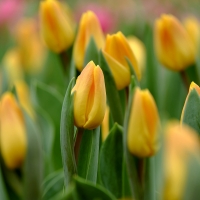 Tulips