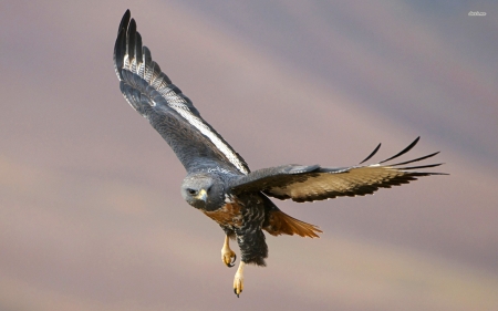 hawk - hawk, sky, flight, bird