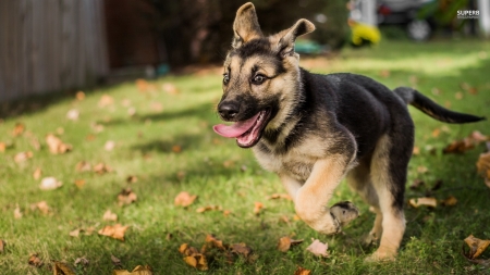 german shepherd puppy - dog, german, puppy, shepherd