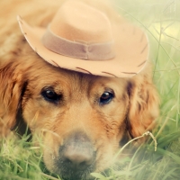 golden retriever cowdog