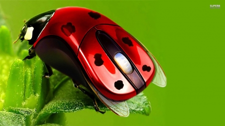 ladybug mouse - spots, mouse, leaf, ladybug