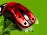 ladybug mouse